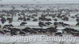 Video of Red-breasted goose - Red-breasted Goose eating grass in winter snow fields